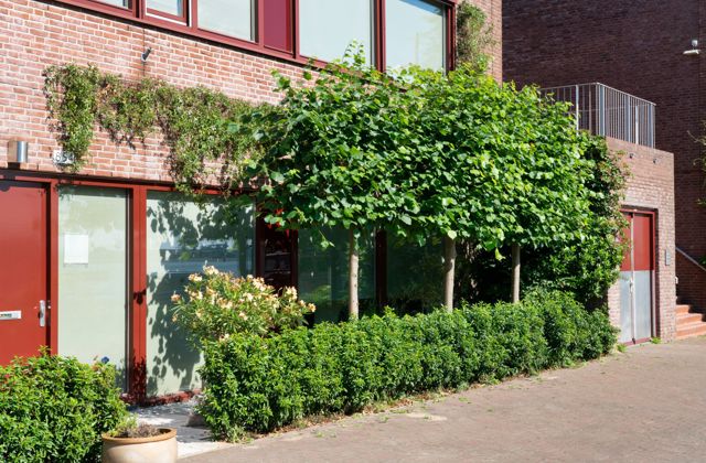 Een foto van een voortuin met leibomen, leilinde in dit geval. Deze bomen zorgen voor schaduw in tuinen met weinig ruimte.