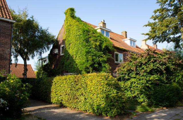 Hoekhuis met groene klimplant tegen de muur.