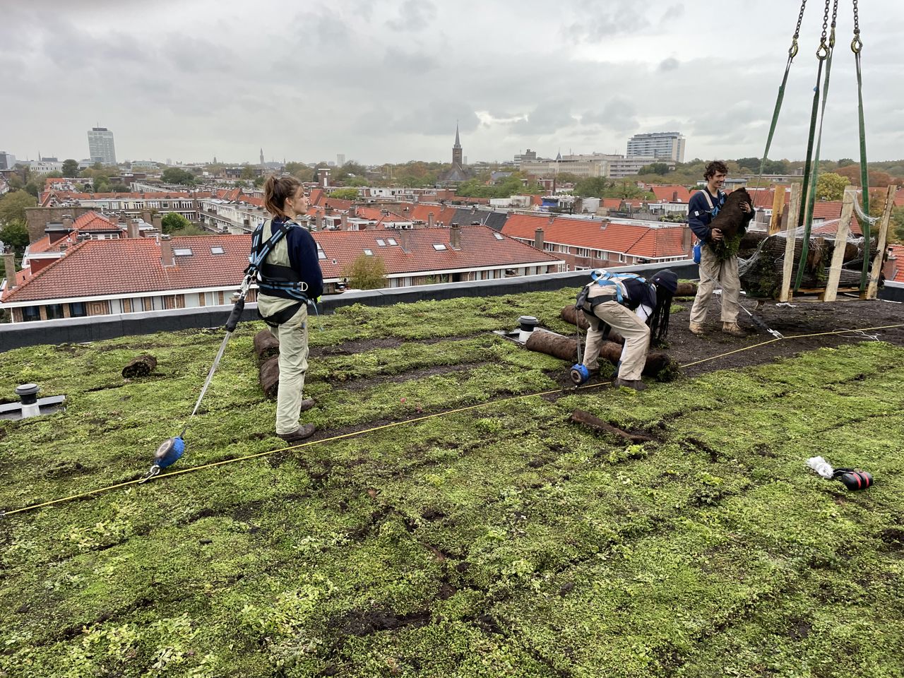 Vergroenen dak Willem Witsenplein Den Haag