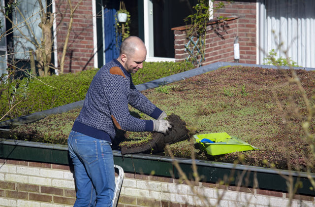 Man plaatst sedumplantjes op plat dak. Een groen dak vangt water op.